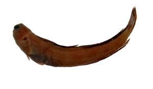 對斑蛙鳚( i Istiblennius bilitonensis /i )