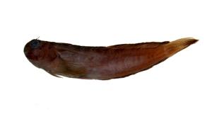 紋帶動齒鳚( i Istiblennius enosimae /i )