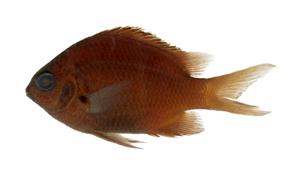 黃尾豆娘魚( i Abudefduf notatus /i )