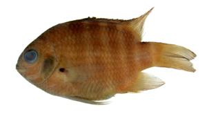 七帶豆娘魚( i Abudefduf septemfasciatus /i )