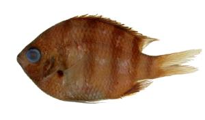 條紋豆娘魚( i Abudefduf vaigiensis /i )