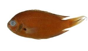 鋸雀鯛( i Pristotis jerdoni /i )