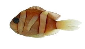 克氏海葵魚( i Amphiprion clarkii /i )