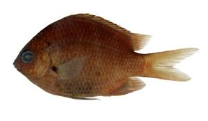 黃尾豆娘魚( i Abudefduf notatus /i )
