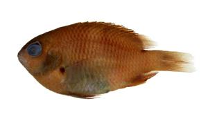 白帶固曲齒鯛( i Plectroglyphidodon leucozona /i )