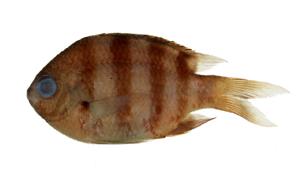 六線豆娘魚( i Abudefduf sexfasciatus /i )