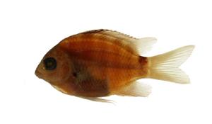 梭地豆娘魚( i Abudefduf sordidus /i )