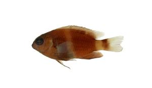 白帶金翅雀鯛( i Chrysiptera leucopoma /i )