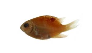白帶固曲齒鯛( i Plectroglyphidodon leucozona /i )