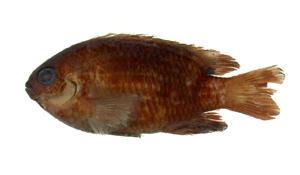 二點刻齒雀鯛( i Chrysiptera biocellata /i )