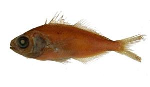 鱗首方頭鯧( i Cubiceps squamiceps /i )