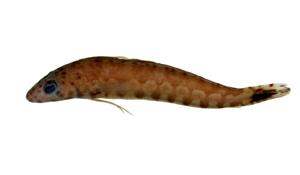 頭斑擬鱸( i Parapercis cephalopunctata /i )