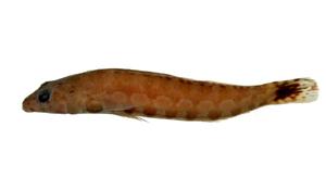 頭斑擬鱸( i Parapercis cephalopunctata /i )