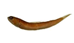 大頭花桿狗母( i Trachinocephalus myops /i )