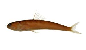 大頭花桿狗母( i Trachinocephalus myops /i )
