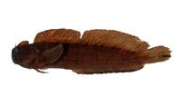 條紋蛙鳚( i Istiblennius edentulus /i )