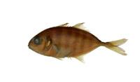 六帶鰺( i Caranx sexfasciatus /i )