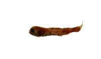 冠冕眶燈魚( i Diaphus diademophilus /i )
