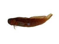 斑海鯰( i Arius maculatus /i )