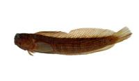 紋身蛙鳚( i Istiblennius lineatus /i )