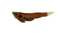 眶燈魚( i Vneoscopelus microchir /i )