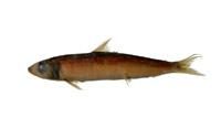 黑鰕虎( i Bathygobius fuscus /i )