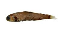 寬眶燈魚( i Diaphus latus /i )