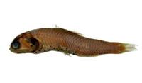 寬眶燈魚( i Diaphus latus /i )