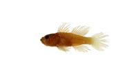 條鰕虎魚( i Zonogobius semidoliatus /i )