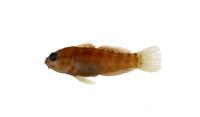星塘鱧( i Asterropteryx semipunctatus /i )