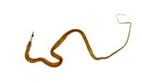 線鰻( i Nemichthys scolopacea /i )