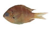 塘鱧( i Eviota gymnocophus /i )