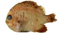 ( i Quisquilius naraharaes /i )