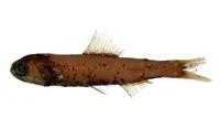 喀氏眶燈魚( i Diaphus garmani /i )