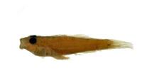 植鰕虎( i Fusigobius neophytus /i )
