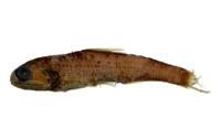 喀氏眶燈魚( i Diaphus garmani /i )