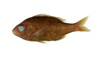 金帶鯛( i Gnathodentex aureolineatus /i )