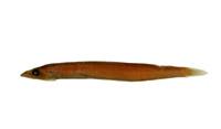 箕作台灣筋魚( i Embolichthys mitsukurii /i )