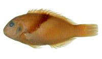 藍豬齒魚( i Choerodon azurio /i )