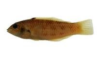 紫錦魚( i Thalassoma purpureum /i )