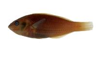 三線紫胸魚( i stethojulis trilineata /i )