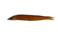 箕作台灣筋魚( i Embolichthys mitsukurii /i )