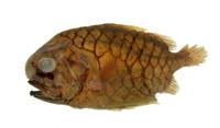 松毬魚( i Monocentris japonica /i )