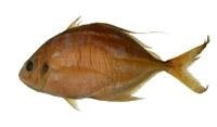 鰺( i Carangoides carangoides /i )