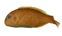 藍豬齒魚( i Choerodon azurio /i )