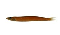 箕作台灣筋魚( i Embolichthys mitsukurii /i )