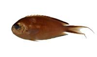 渡邊頰刺魚( i Genicanthus watanabei /i )