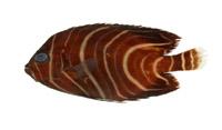 疊波蓋刺魚( i Pomacanthus semicirculatus /i )