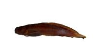 紋帶動齒鳚( i Istiblennius enosimae /i )