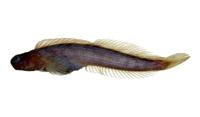 紋身蛙鳚( i Istiblennius lineatus /i )